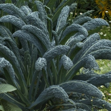 Chou Toscane/ Botte  (pc)