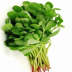 Pourpier (la botte)  (pc)