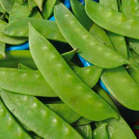 Pois mangetout  (kg)