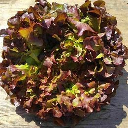 Laitue feuille chêne rouge  (pc)